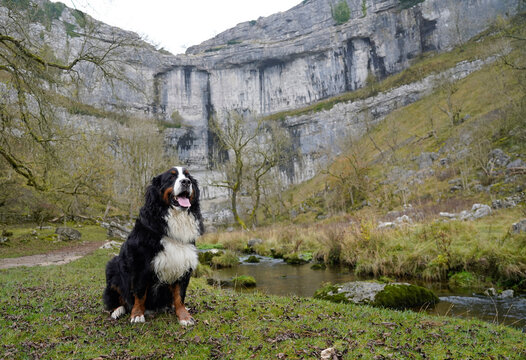 Bernese Mountain Dog posing in Malham Cove, Yorkshire Dales 
