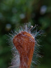 Fungus on a old flower.