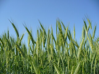 Fototapeta premium Green blooming wheat on cultivated field in sunny spring time with blue sky - close up. Topics: agriculture, beauty of nature, blooming, flowering, vegetation, flora, season, macro.