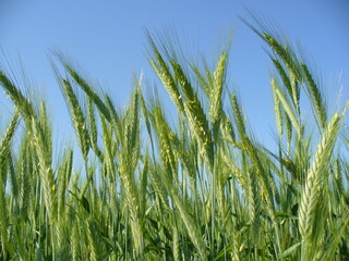 Green blooming wheat on cultivated field in sunny spring time with blue sky - close up. Topics: agriculture, beauty of nature, blooming, flowering, vegetation, flora, season, macro.