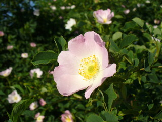 Obraz premium Opened delicate white and pink flower on shrub of wild Rose on sunny weather. Topics: beauty of nature, blooming, flowering, vegetation, flora, season, spring, macro