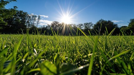 Sunlit Meadow