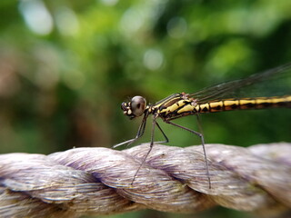A small dragonfly resting.