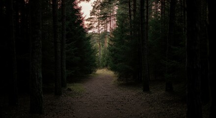 Obraz premium Path Through the Forest