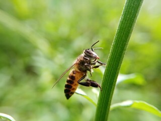 A bee rest on a plant.