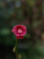 a small red flower.