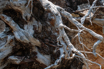 Dead tree roots abstract