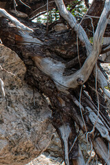 Dead tree toots abstract