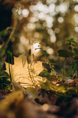 Close up of yellow fall leave in park, autumn nature
