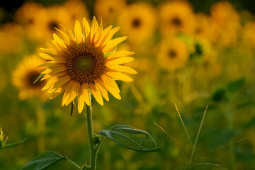 Fototapeta premium Close-up of sunflowers at dusk, summer landscape