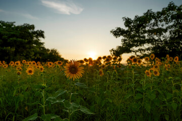 Fototapeta premium Sunflower field at dusk, summer scenery