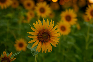 Fototapeta premium Close-up of sunflowers at dusk, summer landscape