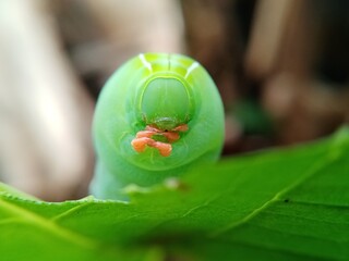 closeup view of green caterpillar face.