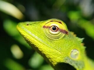 a green garden lizard closeup view.