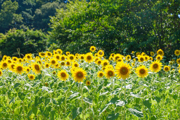 Obraz premium Sunflowers in full bloom, fields, midsummer scenery, refreshing, nostalgic
