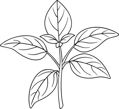 black and white basil plant outline clip art preview