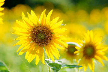 Close-up of sunflowers shining yellow, summer landscape