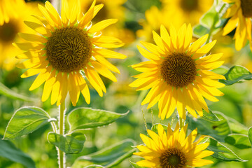 Obraz premium Close-up of sunflowers at dusk, summer landscape