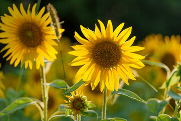 Close-up of sunflowers at dusk, summer landscape