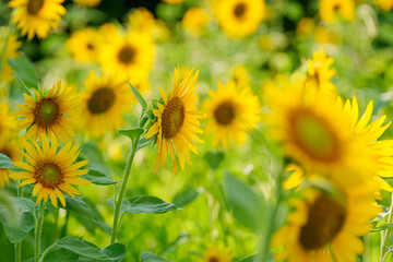 Fototapeta premium Close-up of sunflowers shining yellow, summer landscape