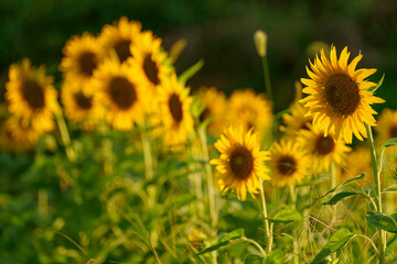 Obraz premium Close-up of sunflowers shining yellow, summer landscape