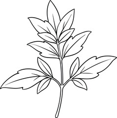 hand drawn line art herb vector leaves outline