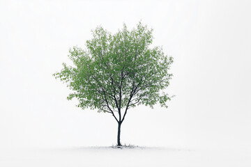 Obraz premium Green tree isolated on white background...