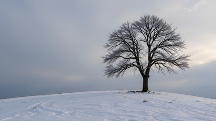 Fototapeta premium Lonely tree on a snowy hill under a cloudy sky in a serene winter landscape