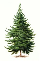 Fototapeta premium Christmas tree plant pine fir.
