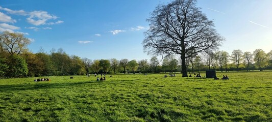 Fototapeta premium landscape with trees