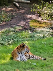tiger in the zoo