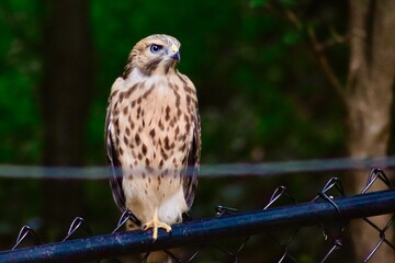 A Red Tailed Hawk Perched on Fence