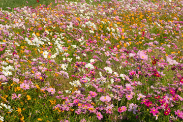 満開のコスモス畑