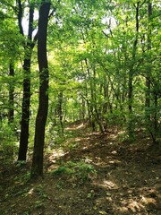 Obraz premium Lush green forest path winding through trees in the heart of nature during a sunny afternoon