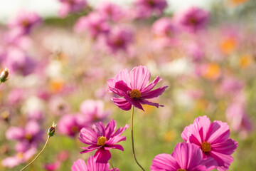Obraz premium 満開のコスモス畑