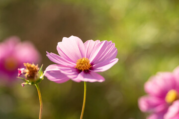 Fototapeta premium 満開のコスモス畑