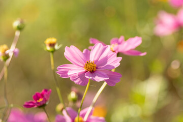 満開のコスモス畑
