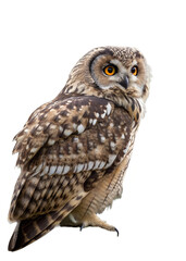 Fototapeta premium great horned owl