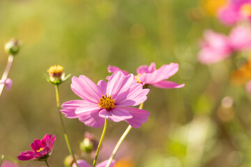 満開のコスモス畑