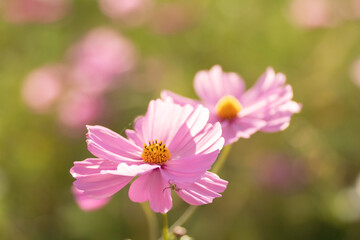 Obraz premium 満開のコスモス畑