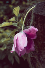 Plucked pink blooming tulip