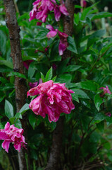 A wet flowering peony bush after the rain