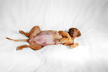 Very pregnant livernose dog rhodesian ridgeback
