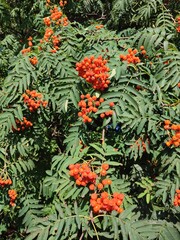 Fototapeta premium Autumn rowan tree. vertical photo.