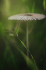 Mushroom with a thin stem and a corrugated cap in the grass