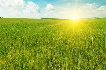 Obraz premium Green wheat field and sunrise.