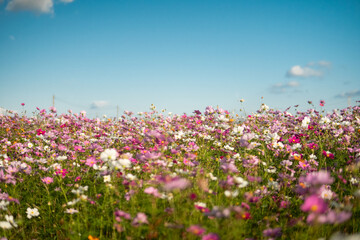 満開のコスモス畑