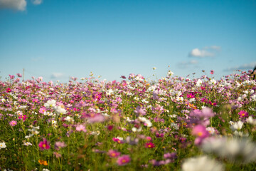 満開のコスモス畑