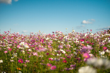 満開のコスモス畑