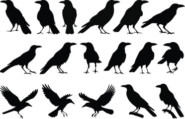 Obraz premium Black crow silhouette vectors